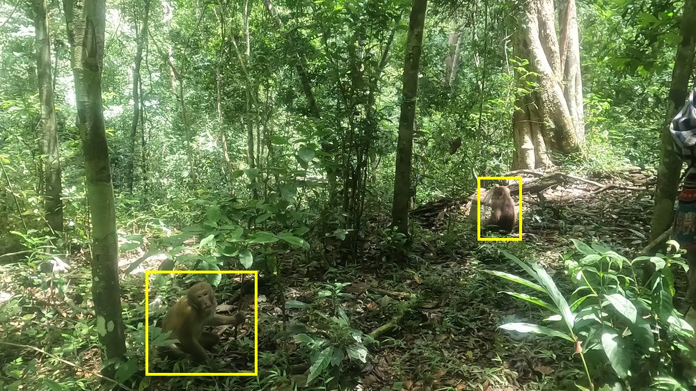 Assamese macaque