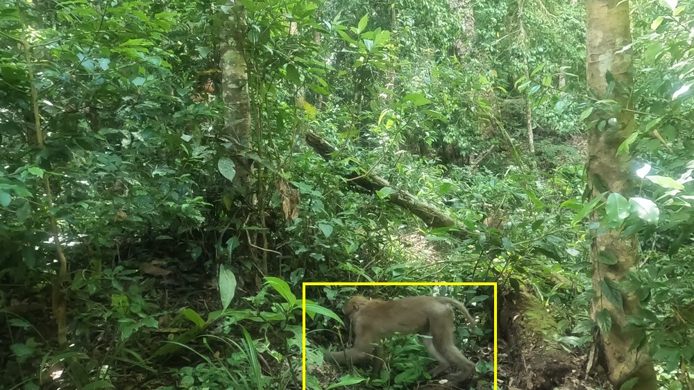 Assamese macaque