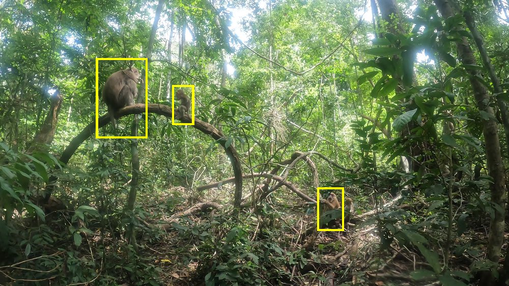 Assamese macaque