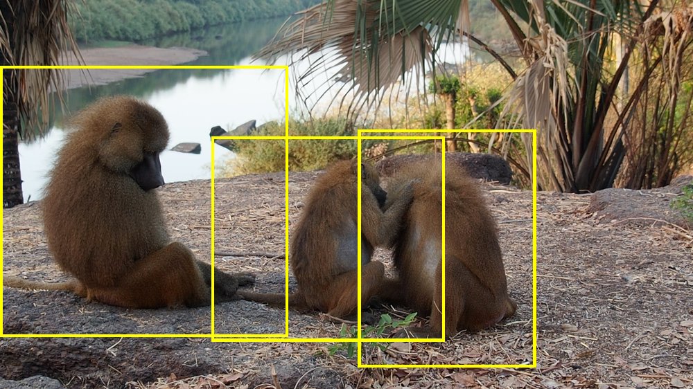 Baboon (Amboseli)