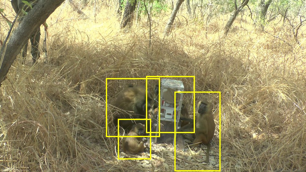 Baboon (wild)