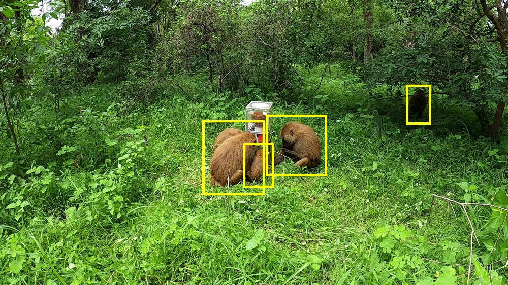 Baboon (wild)