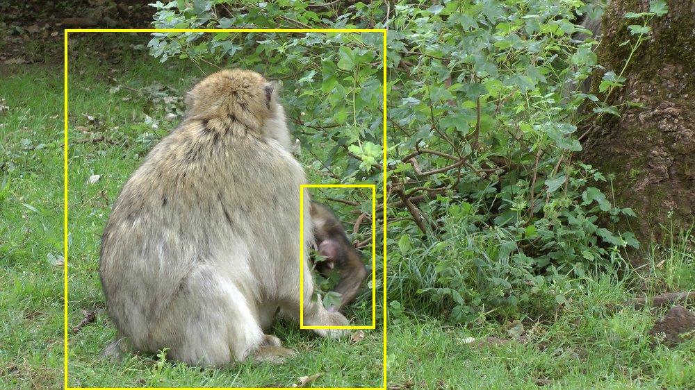 Barbary macaque