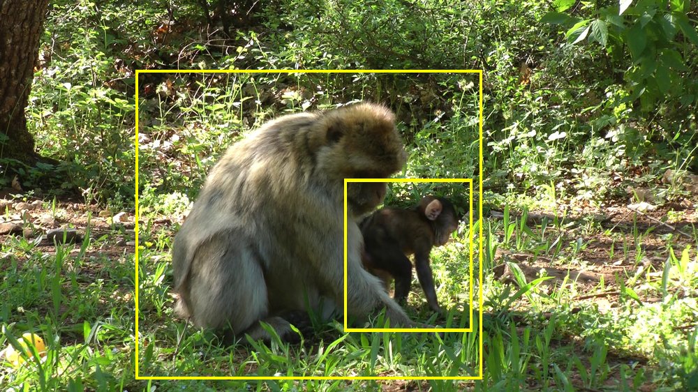 Barbary macaque