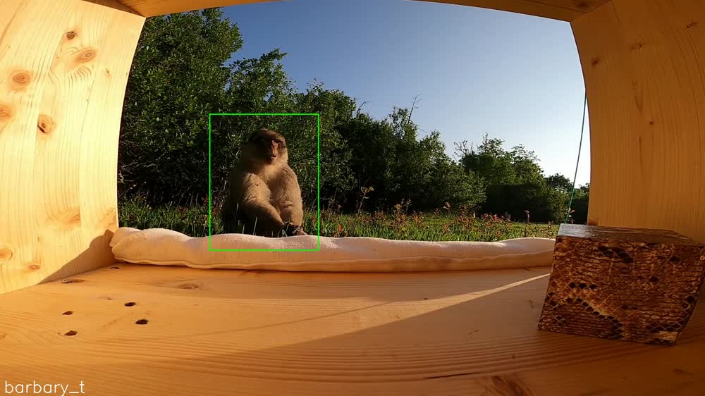 Barbary macaque (Trentham)