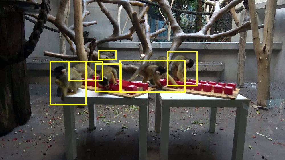 Squirrel monkey