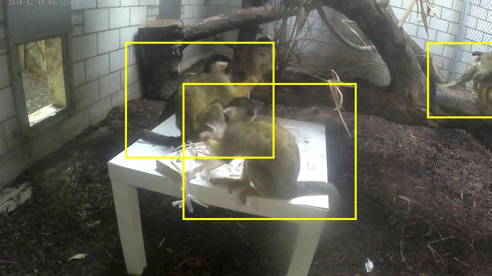 Squirrel monkey