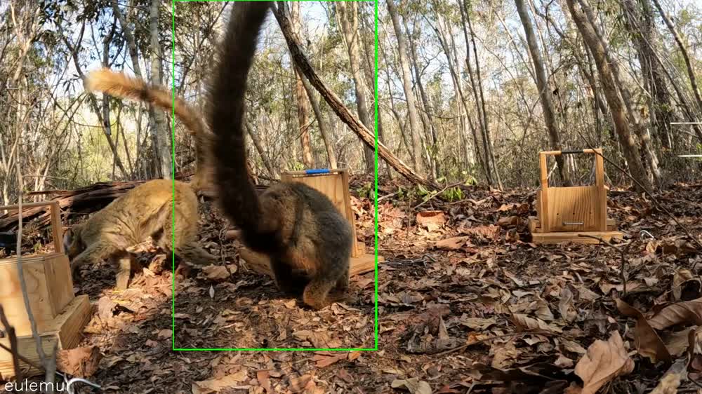 Eulemur