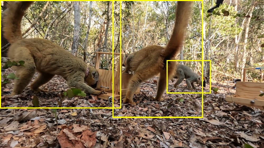 Eulemur