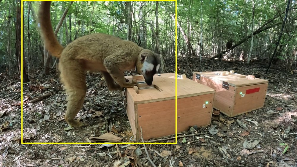 Eulemur