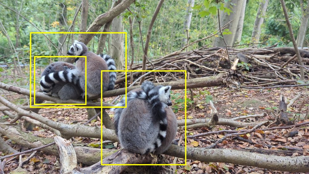 Ring-tailed lemur