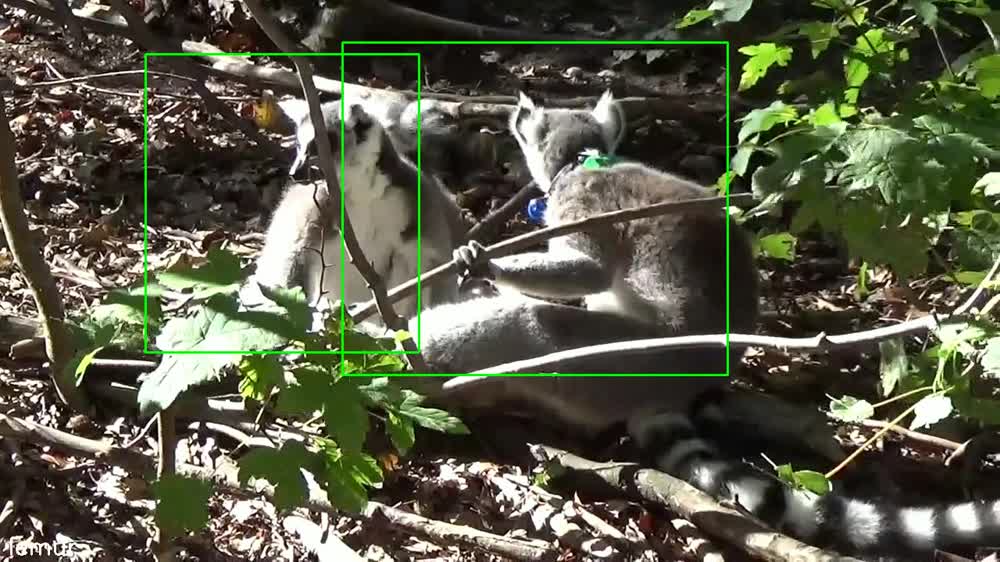 Ring-tailed lemur