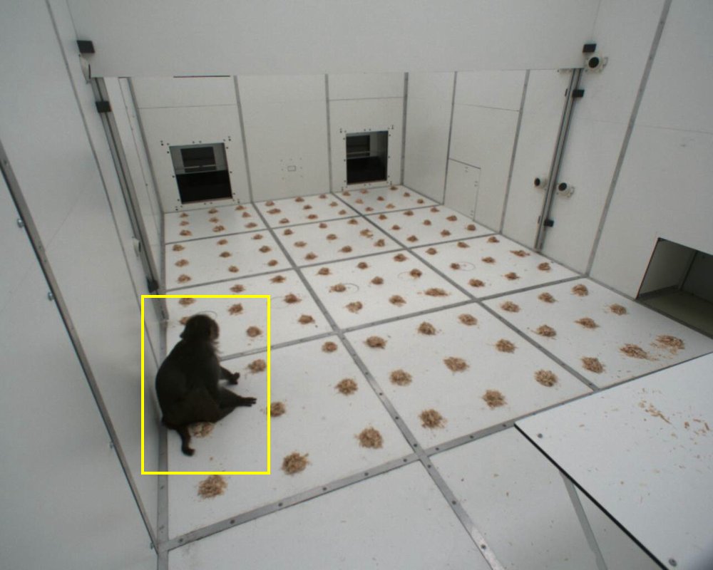 Rhesus macaque