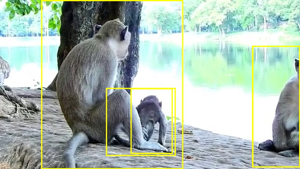 YouTube primate footage
