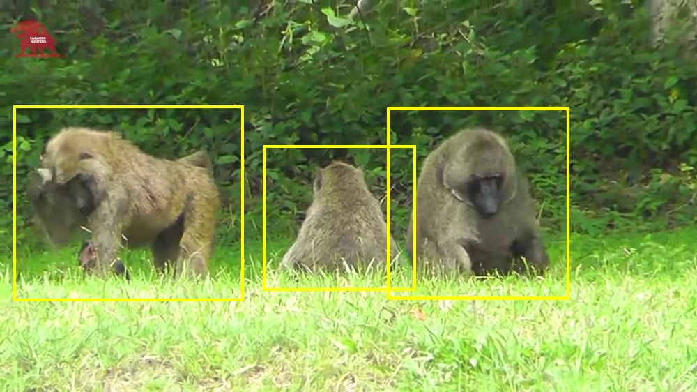 YouTube primate footage