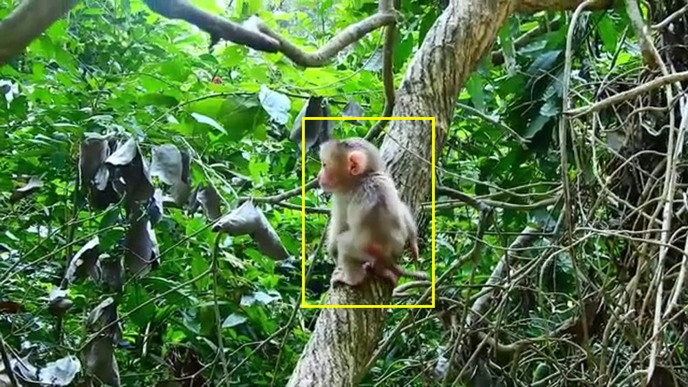 YouTube primate footage