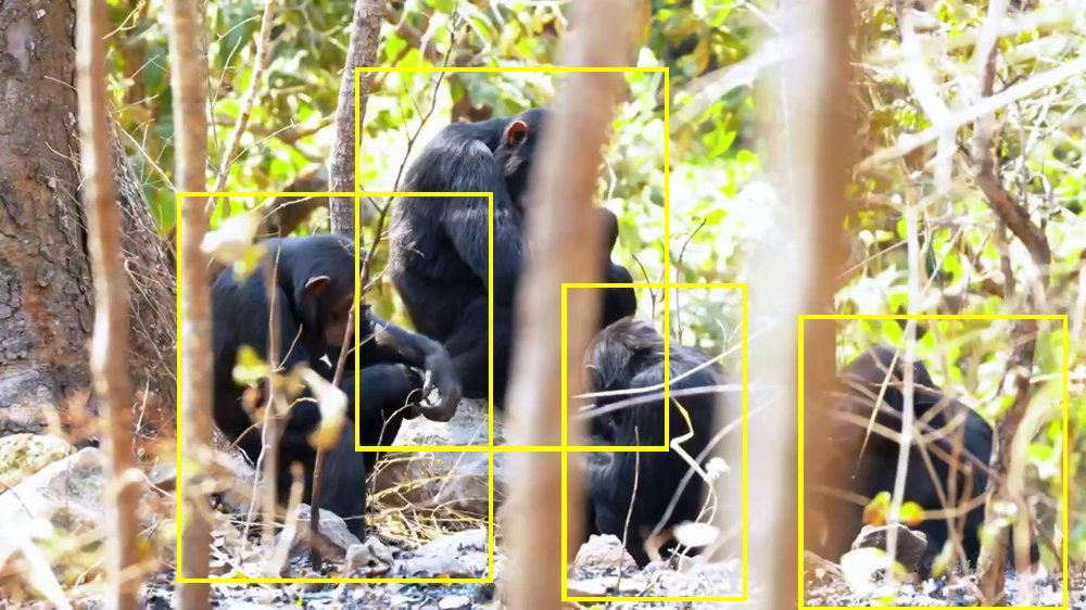 YouTube primate footage