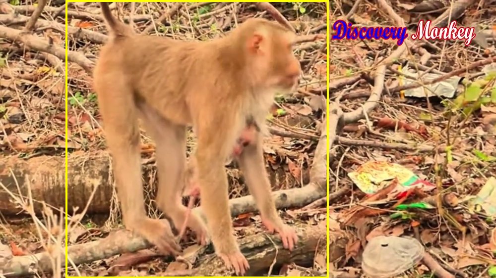 YouTube primate footage