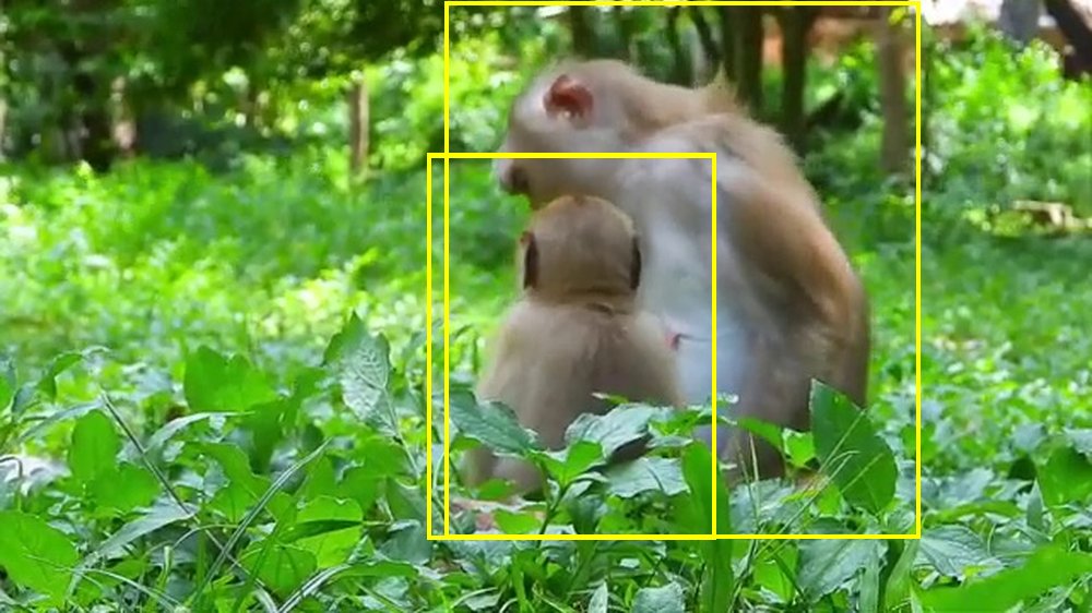 YouTube primate footage