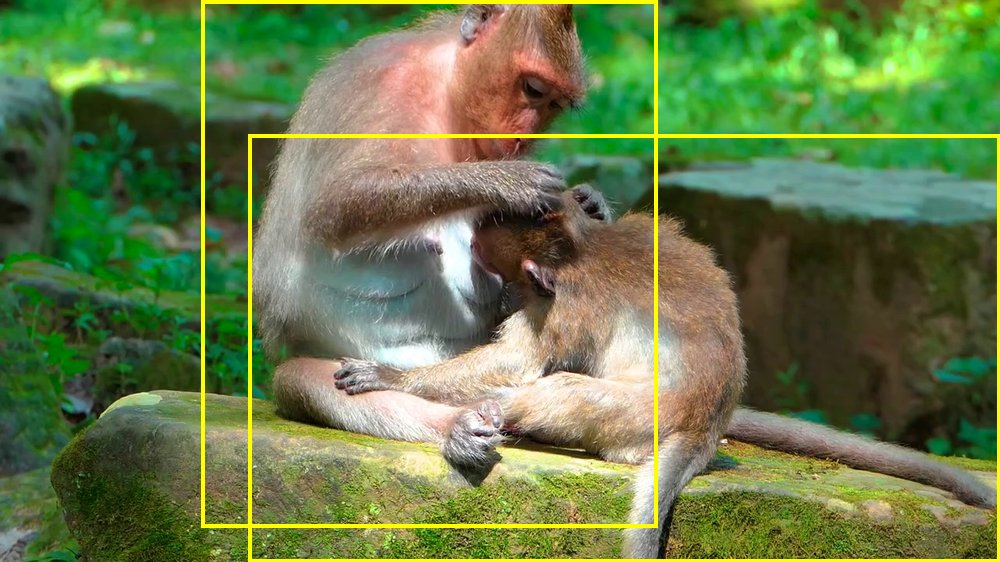 YouTube primate footage