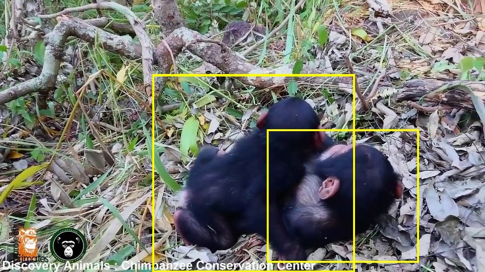 YouTube primate footage