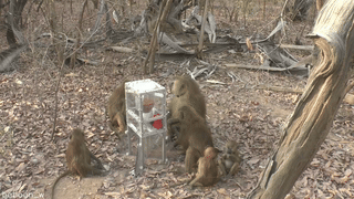 Baboon in Senegal
