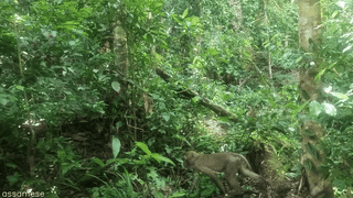 Assamese macaque
