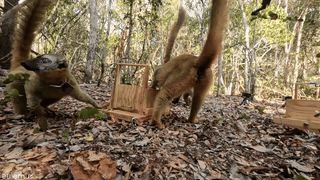 Eulemur in Madagascar forest