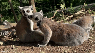 Ring-tailed lemur