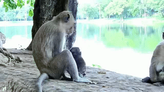 YouTube primate footage