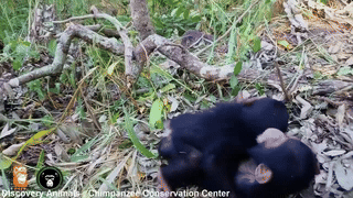 YouTube primate footage