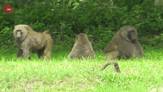 YouTube primate footage