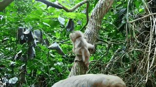 YouTube primate footage