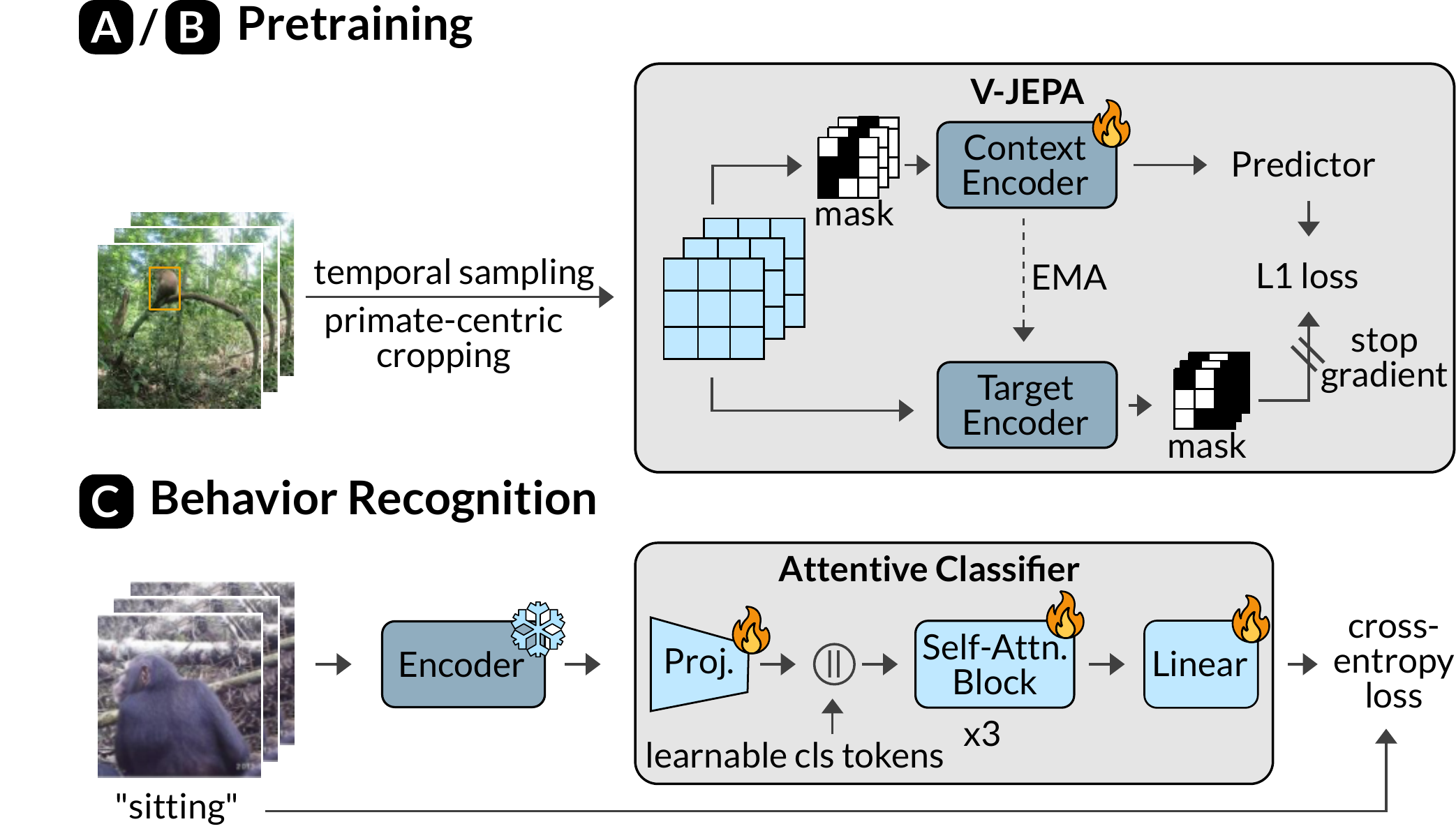 Model architecture: V-JEPA continual pretraining with attentive classifier